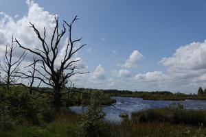 Aria 01 Natuurpark Dwingelerveld